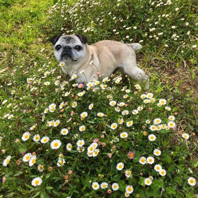 お花畑