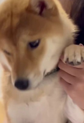 ダンスパートナーのよう