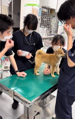 先生に囲まれるゆずちゃん