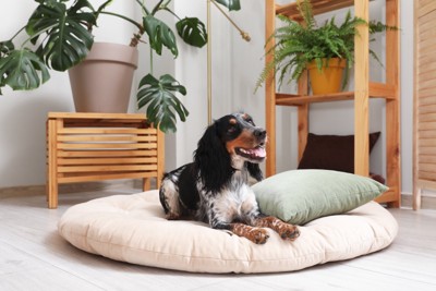 ベッドに座る犬