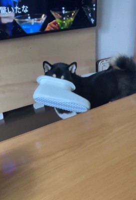 飼い主さんを見るコテツくん