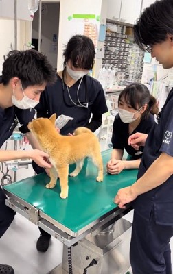 尻尾を振るゆずちゃん