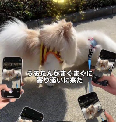 鼻ツンしてエール