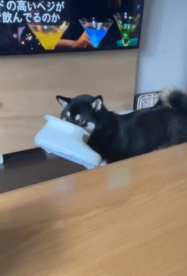 チラ見するコテツくん