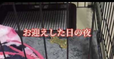 ケージの中