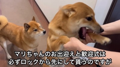 甘えるボブくん＆嫉妬するロックくん