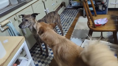 もかちゃんが匂いを嗅いで歓迎♪