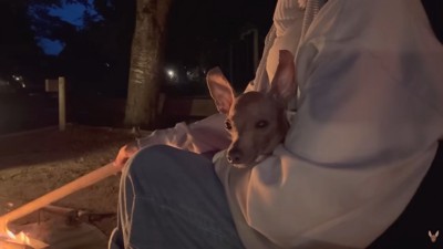 焚火の前でまったり