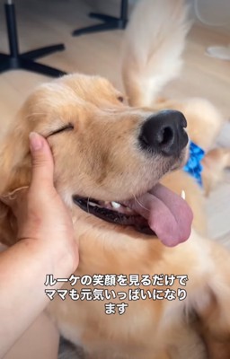 幸せそうな大型犬