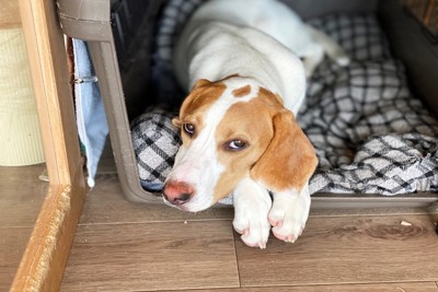 クレートの中の犬