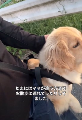 抱っこ紐でお散歩する大型犬