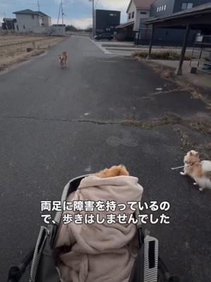 ドッグカートに乗る大型犬