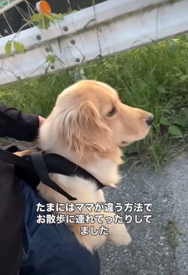 外の景色を眺める大型犬