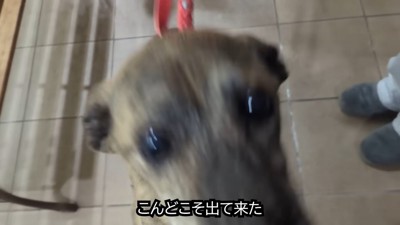 まずはパパさんに飛びついて…