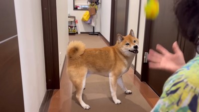 一緒にボール遊び