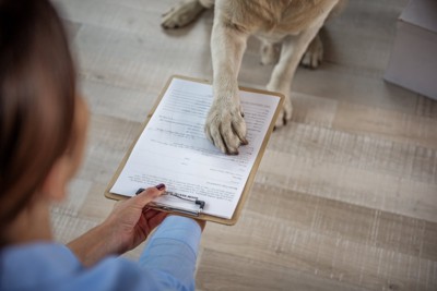犬と書類