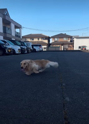 前に進む大型犬