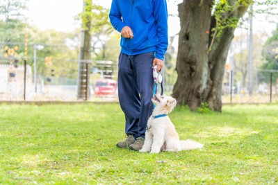 トレーニング中の犬