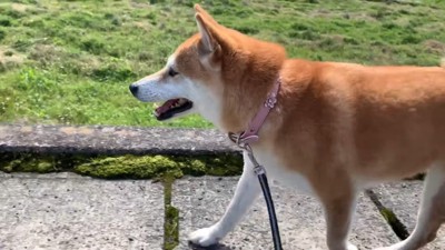 軽やかな足取りでトコトコ♪