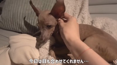 撫でても目を合わせません…
