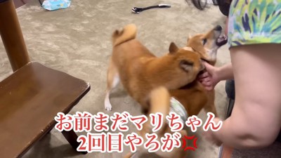激怒して噛みつくフリ！