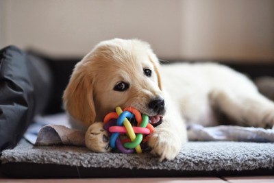 おもちゃで遊ぶゴールデンの子犬