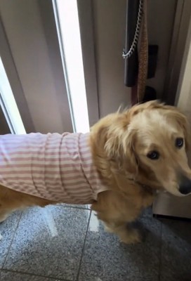 上目遣いのロイちゃん