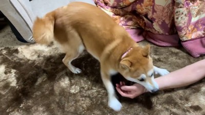 まだまだ大暴れ♪
