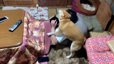 パパさんに会うと、大はしゃぎ！