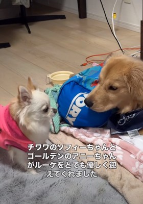 小型犬と大型犬