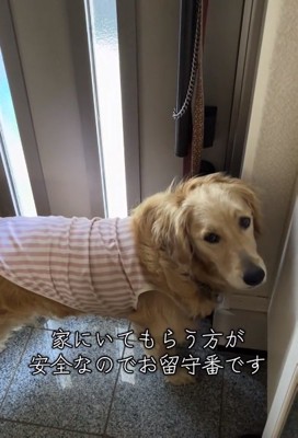玄関先のロイちゃん