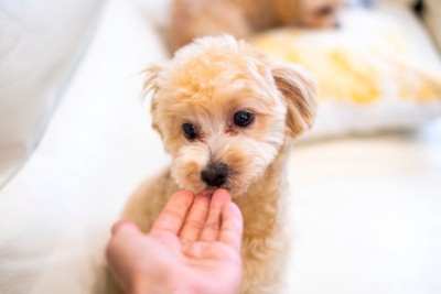 手の匂いを嗅ぐ犬