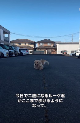 前に進む大型犬
