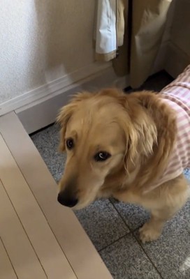 動き出したロイちゃん
