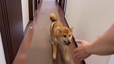 ボブくんもお母さんのもとへ