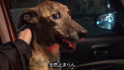 切ない声で鳴き続けています