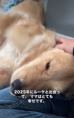 横に寝転がる大型犬