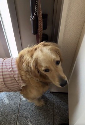 諦め顔のロイちゃん