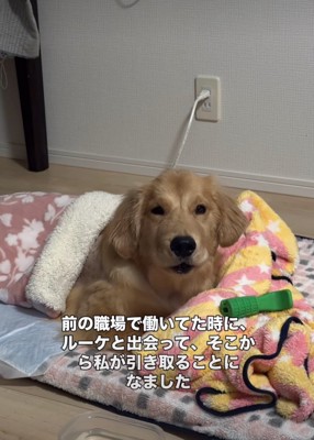 布団で顔を上げる大型犬
