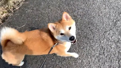 「早く帰ろう！」