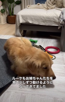 前に進もうとする大型犬