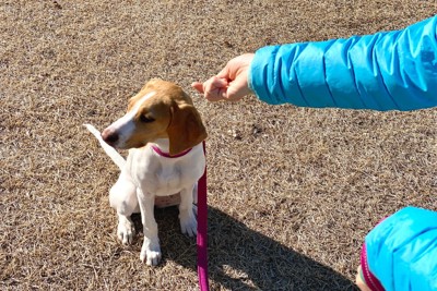 そっぽ向く茶白の犬