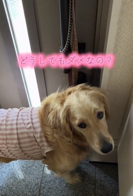 懇談するロイちゃん
