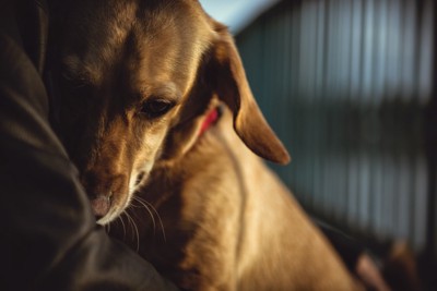 怯えた様子で抱きつく犬