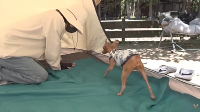 テントの設営をお手伝い