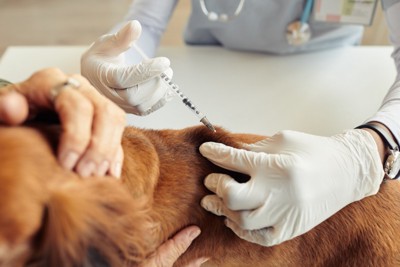 注射される犬