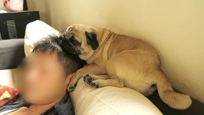 パパさんの頭にあご乗せ