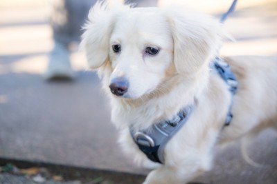 ハーネスを着て散歩する犬