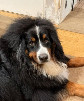 後髪が爆発した犬