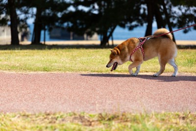 ハーネスを着けて散歩する柴犬